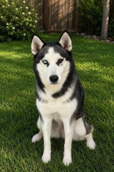 Tilly -  Siberian Husky Dog for Adoption in Sumter, South Carolina - Tilly | PetCurious
