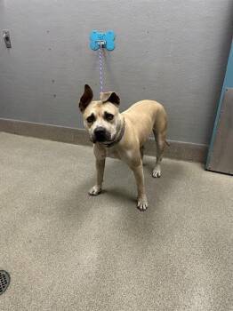 GRACELAND -  Boxer and Pit Bull Terrier Dog for Adoption in Las Vegas, Nevada - GRACELAND | PetCurious