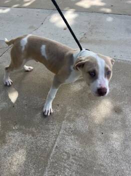 NORTHWEST -  American Bulldog Dog for Adoption in Doral, Florida - NORTHWEST | PetCurious