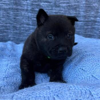 Chow Chow Dogs Available for Adoption - Noble | PetCurious