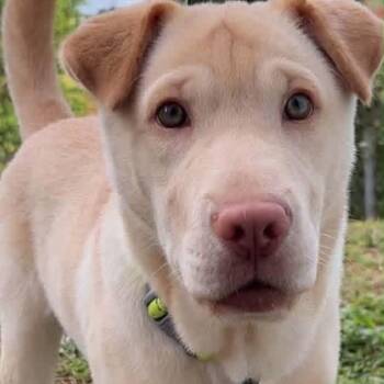 DUMPLING (out of town) -  Shar Pei and Labrador Retriever Dog for Adoption in New York, New York - DUMPLING (out Of Town) | PetCurious
