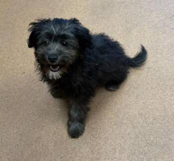 Finnegan -  Havanese and Maltese Dog for Adoption in Oakland, California - Finnegan | PetCurious