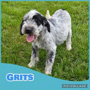 Grits -  German Shorthaired Pointer and Poodle Dog for Adoption in Ringwood, New Jersey - Grits | PetCurious