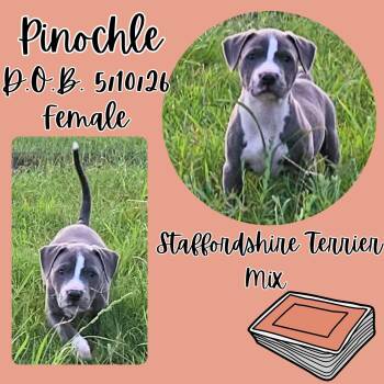 Pinochle -  American Staffordshire Terrier Dog for Adoption in Caldwell, Texas - Pinochle | PetCurious