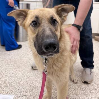 Mixed Breed Dogs Available for Adoption in Auburn, Alabama - Pam | PetCurious