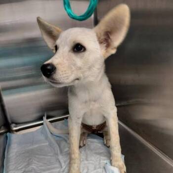 Eva 26-08-132 -  Shepherd Dog for Adoption in Bastrop, Texas - Eva 26-08-132 | PetCurious