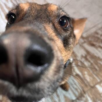 German Shepherd Dog and Mixed Breed Dogs Available for Adoption in Kyle, Texas - CALDERON | PetCurious