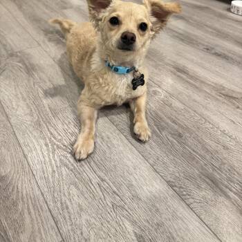 Tito -available for adoption -- who wants to adopt him -  Miniature Pinscher Dog for Adoption in Tustin, California - Tito -available For Adoption -- Who Wants To Adopt Him | PetCurious
