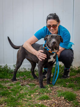 Rescue Mixed Breed Dogs for Adoption in Chamblee, Georgia - Kaja- IN FOSTER | PetCurious