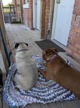 Mixed Breed Dogs Available for Adoption in Detroit, Michigan - Max | PetCurious