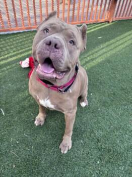 CHAD -  Pit Bull Terrier Dog for Adoption in Las Vegas, Nevada - CHAD | PetCurious