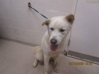 Siberian Husky and Shepherd Dogs Available for Adoption - Aegon(77) | PetCurious