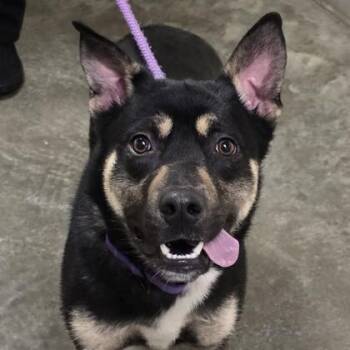 German Shepherd Dog Dogs Available for Adoption in Philadelphia, Pennsylvania - Dalinar | PetCurious