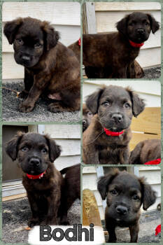 Rescue Mixed Breed Dogs for Adoption - Bodhi | PetCurious