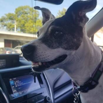 Rescue Terrier and Greyhound Dogs for Adoption in Jasper, Indiana - Ella | PetCurious