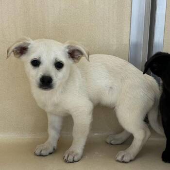 SVAS-Stray-39429 -  Chihuahua and Jack Russell Terrier Dog for Adoption in Lyndhurst, Virginia - SVAS-Stray-39429 | PetCurious