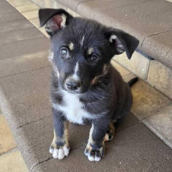Roo -  Cattle Dog and Mixed Breed Dog for Adoption in Riverside, California - Roo | PetCurious