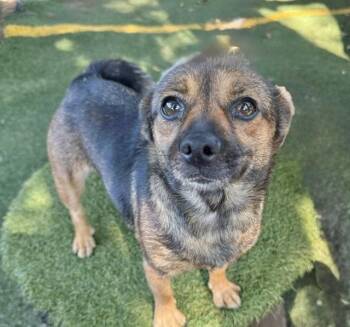 Tati -  Terrier Dog for Adoption in Manchester, Connecticut - Tati | PetCurious