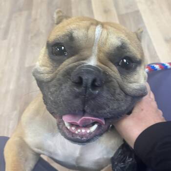 Harlow (Amina) -  English Bulldog and Pit Bull Terrier Dog for Adoption in Sinking Spring, Pennsylvania - Harlow (Amina) | PetCurious