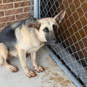 Caroline -  German Shepherd Dog Dog for Adoption in Birmingham, Alabama - Caroline | PetCurious