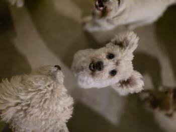 Rescue Poodle Dogs for Adoption in Fresno, California - Grove | PetCurious