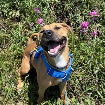 Lug Nut -  Mixed Breed Dog for Adoption in Waynesville, North Carolina - Lug Nut | PetCurious
