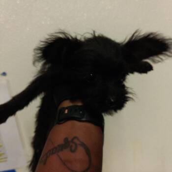 IVHS-Stray-140915 -  Poodle Dog for Adoption in San Gabriel, California - IVHS-Stray-140915 | PetCurious