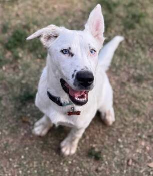 Lapis Lazuli -  Australian Cattle Dog Blue Heeler Dog for Adoption in Kiowa, Oklahoma - Lapis Lazuli | PetCurious