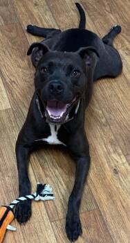 Laezel -  Mixed Breed Dog for Adoption in Ocala, Florida - Laezel | PetCurious