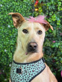 Bessie-One of our Amazing Rescue Dogs -  Carolina Dog and German Pinscher Dog for Adoption in Carlsbad, California - Bessie-One Of Our Amazing Rescue Dogs | PetCurious