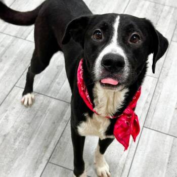 Kermit -  Mixed Breed Dog for Adoption in Lufkin, Texas - Kermit | PetCurious