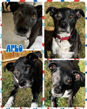 Rescue Mixed Breed Dogs for Adoption in Lancaster, New York - Arlo | PetCurious
