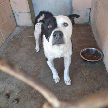 Baby -  Cattle Dog Dog for Adoption in Gautier, Mississippi - Baby | PetCurious