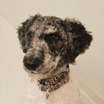 Rescue Poodle Dogs for Adoption in Cincinnati, Ohio - Dexter | PetCurious