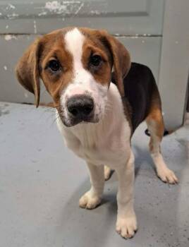 Labrador Retriever and Shepherd Dogs Available for Adoption in Milton, Georgia - Shawn Mendes | PetCurious