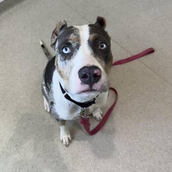 Peachie -  English Bulldog and Mixed Breed Dog for Adoption in Jupiter, Florida - Peachie | PetCurious