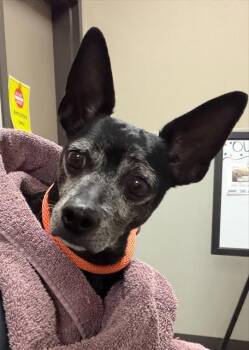TACO -  Chihuahua Dog for Adoption in Ontario, California - TACO | PetCurious