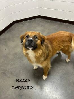 Rosco -  Bernese Mountain Dog and Mixed Breed Dog for Adoption in Clarksville, Tennessee - Rosco | PetCurious
