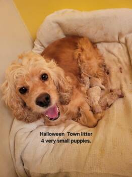 Halloween Town Ghouls: Ghost -  Cocker Spaniel and Poodle Dog for Adoption in Aurora, Indiana - Halloween Town Ghouls: Ghost | PetCurious