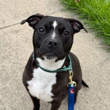 Feist and Mixed Breed Dogs Available for Adoption in Wheeling, Illinois - Noa | PetCurious