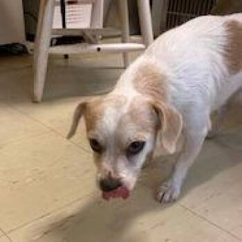 Marbles -  Wirehaired Terrier and Mixed Breed Dog for Adoption in Denison, Texas - Marbles | PetCurious