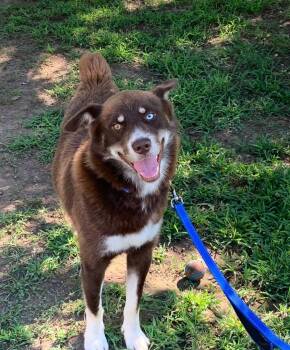 Rescue Mixed Breed Dogs for Adoption in Fairfield, New Jersey - Arrow | PetCurious