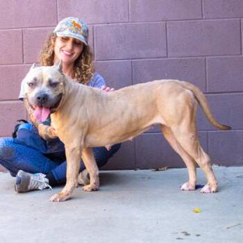 Rilophy -  Mixed Breed Dog for Adoption in Chamblee, Georgia - Rilophy | PetCurious