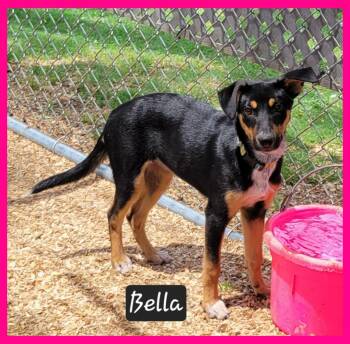 Rescue Hound Dogs for Adoption in Granbury, Texas - Bella | PetCurious