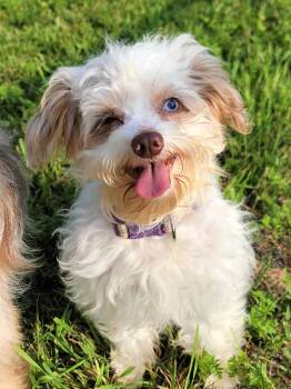 Aly -  Aussiedoodle Dog for Adoption in Hornell, New York - Aly | PetCurious