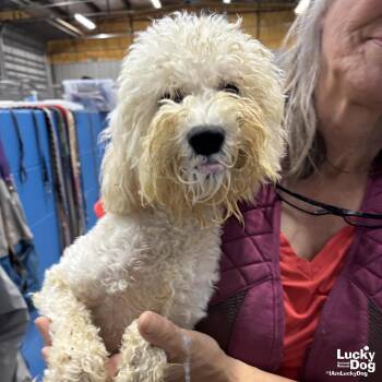 Poodle Dogs Available for Adoption in Washington, District Of Columbia - Puff | PetCurious