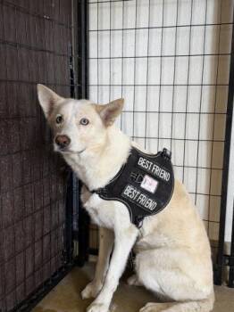 Siberian Husky and Mixed Breed Dogs Available for Adoption in Riverside, California - CHEERIO | PetCurious