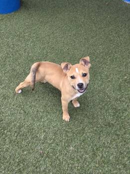 Gidget (In Foster) -  Terrier Dog Available for Adoption in Elmwood, Louisiana - Gidget (In Foster) | PetCurious