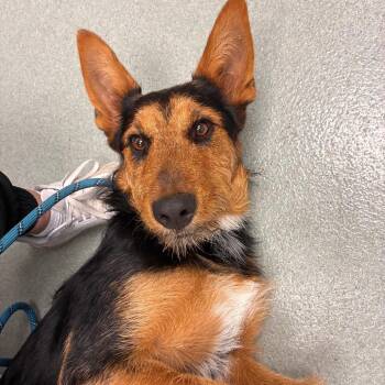 Tilly -  German Shepherd Dog and Airedale Terrier Dog for Adoption in Abilene, Texas - Tilly | PetCurious