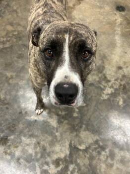 Catahoula Leopard Dog Dogs Available for Adoption in Osage Beach, Missouri - Toby | PetCurious